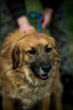 CHEWIE, Hund, Mischlingshund in Ungarn - Bild 2