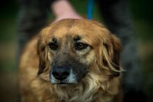 CHEWIE, Hund, Mischlingshund in Ungarn - Bild 3