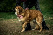 CHEWIE, Hund, Mischlingshund in Ungarn - Bild 4