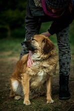 CHEWIE, Hund, Mischlingshund in Ungarn - Bild 5