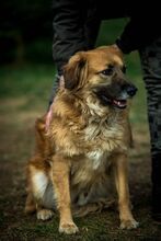 CHEWIE, Hund, Mischlingshund in Ungarn - Bild 6