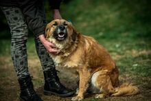CHEWIE, Hund, Mischlingshund in Ungarn - Bild 7
