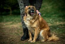CHEWIE, Hund, Mischlingshund in Ungarn - Bild 8