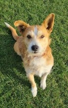 BOBY, Hund, Mischlingshund in Rumänien - Bild 4