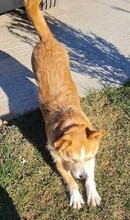BOBY, Hund, Mischlingshund in Rumänien - Bild 7
