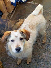 LEONA, Hund, Mischlingshund in Rumänien - Bild 1