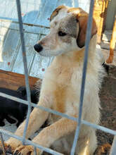LEONA, Hund, Mischlingshund in Rumänien - Bild 2