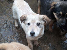 LEONA, Hund, Mischlingshund in Rumänien - Bild 3