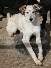 LEONA, Hund, Mischlingshund in Rumänien - Bild 7