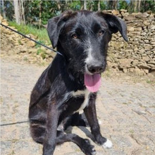 LEONIE, Hund, Mischlingshund in Portugal - Bild 1