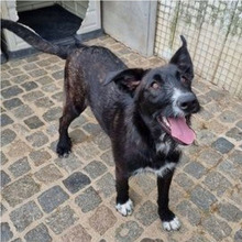 LEONIE, Hund, Mischlingshund in Portugal - Bild 2