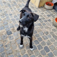 LEONIE, Hund, Mischlingshund in Portugal - Bild 3