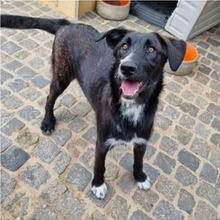 LEONIE, Hund, Mischlingshund in Portugal - Bild 4