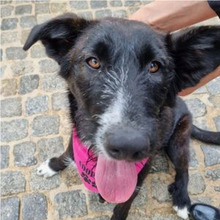 LEONIE, Hund, Mischlingshund in Portugal - Bild 5