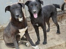 KEIKO, Hund, Mischlingshund in Rumänien - Bild 10