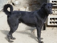 KEIKO, Hund, Mischlingshund in Rumänien - Bild 11