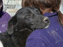 KEIKO, Hund, Mischlingshund in Rumänien - Bild 12