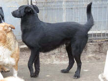 KEIKO, Hund, Mischlingshund in Rumänien - Bild 4