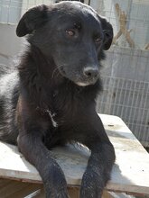 KEIKO, Hund, Mischlingshund in Rumänien - Bild 7