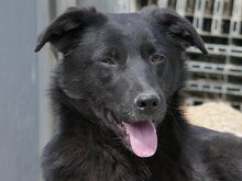 KEIKO, Hund, Mischlingshund in Rumänien - Bild 9