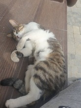 MIKE, Katze, Hauskatze in Bulgarien - Bild 2