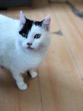 SASSY, Katze, Hauskatze in Bulgarien - Bild 2