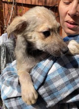 LEON, Hund, Mischlingshund in Rumänien - Bild 10