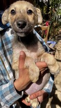 LEON, Hund, Mischlingshund in Rumänien - Bild 11