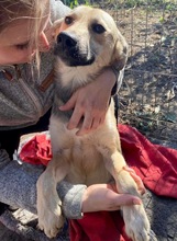 LEON, Hund, Mischlingshund in Rumänien - Bild 12
