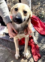 LEON, Hund, Mischlingshund in Rumänien - Bild 16