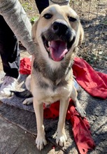 LEON, Hund, Mischlingshund in Rumänien - Bild 19