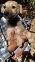 LEON, Hund, Mischlingshund in Rumänien - Bild 2