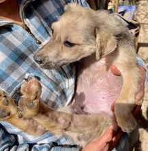 LEON, Hund, Mischlingshund in Rumänien - Bild 3