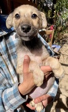 LEON, Hund, Mischlingshund in Rumänien - Bild 9