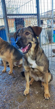 KAYA, Hund, Mischlingshund in Bulgarien - Bild 2