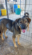KAYA, Hund, Mischlingshund in Bulgarien - Bild 3