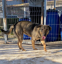 KAYA, Hund, Mischlingshund in Bulgarien - Bild 6