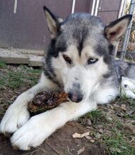 MAX, Hund, Siberian Husky-Alaskan Malamute-Mix in Bartholomä - Bild 7