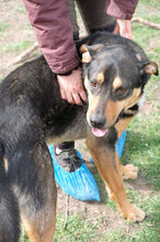 JOHNNY, Hund, Mischlingshund in Bulgarien - Bild 1