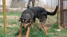 JOHNNY, Hund, Mischlingshund in Bulgarien - Bild 2