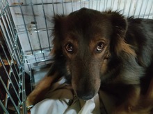 MISZA, Hund, Mischlingshund in Polen - Bild 2