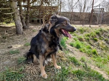 MISZA, Hund, Mischlingshund in Polen - Bild 5