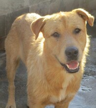 ANTHONY, Hund, Mischlingshund in Spanien