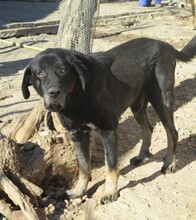 KRATOS, Hund, Mischlingshund in Spanien