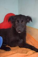 LORRY, Hund, Mischlingshund in Bulgarien - Bild 2