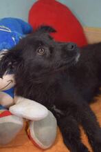 LORRY, Hund, Mischlingshund in Bulgarien - Bild 3