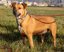 CSENGE, Hund, Mischlingshund in Ungarn - Bild 4