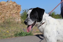 DANTE, Hund, Mischlingshund in Spanien - Bild 10