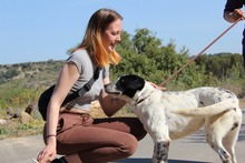 DANTE, Hund, Mischlingshund in Spanien - Bild 13