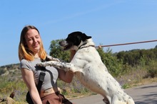 DANTE, Hund, Mischlingshund in Spanien - Bild 16